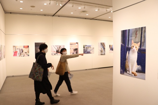 Tokyo’da "Türk kedisi" fotoğraf sergisi açıldı 4