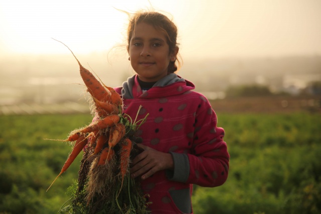 Gazze'de havuç hasadı 2