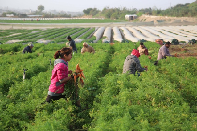 Gazze'de havuç hasadı 12