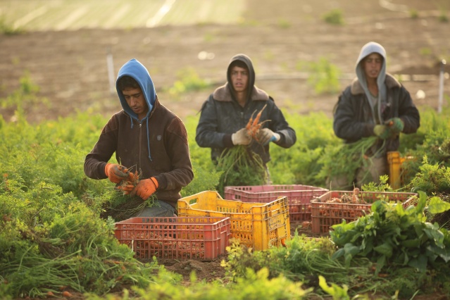 Gazze'de havuç hasadı 3
