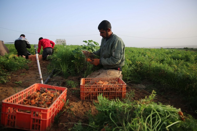 Gazze'de havuç hasadı 5