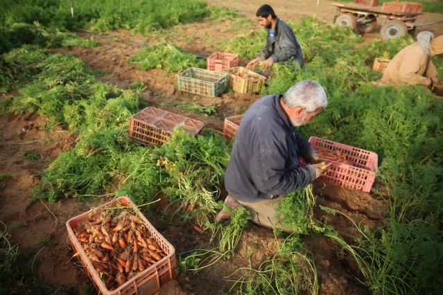 Gazze'de havuç hasadı 11