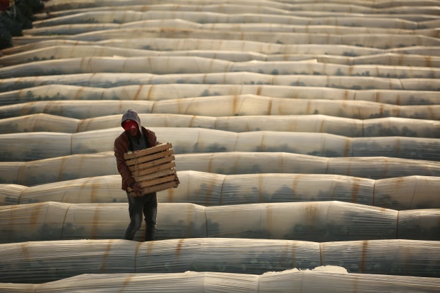 Gazze'de havuç hasadı 7