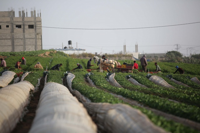 Gazze'de havuç hasadı 6