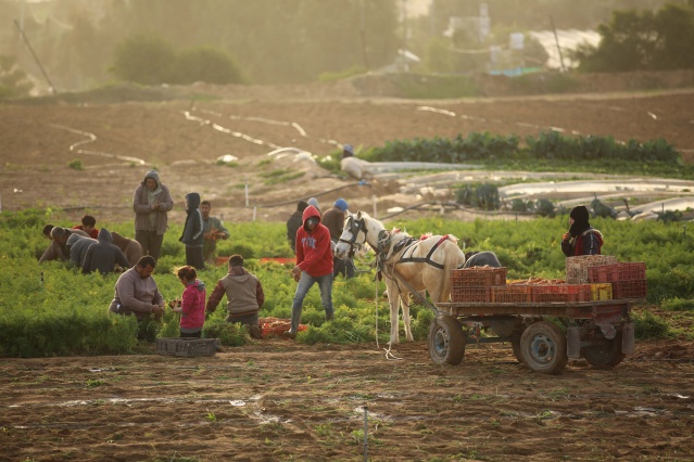 Gazze'de havuç hasadı 9