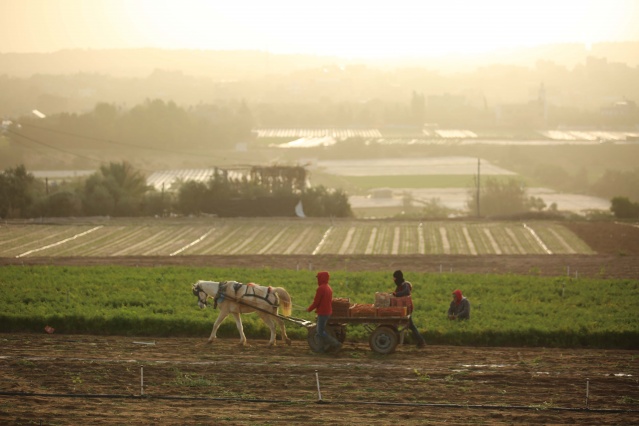 Gazze'de havuç hasadı 10