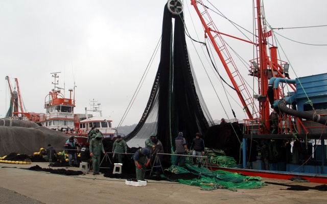Karadeniz'de balıkçılar ağları "hamsi" için onarıyor 1