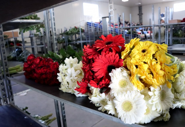 Çiçek mezatlarını "altın gün" heyecanı sardı 11