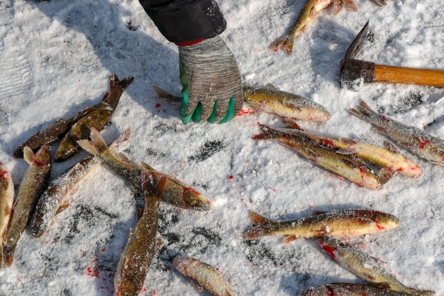 Van'da donan sazlıklar balıkçıların ve fotoğraf tutkunlarının uğrak yeri 2