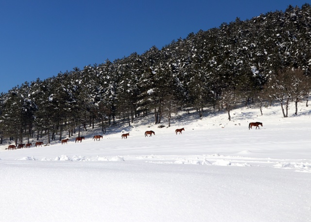 Bolu Dağı'ndaki yılkı atlarına yem bırakıldı 22