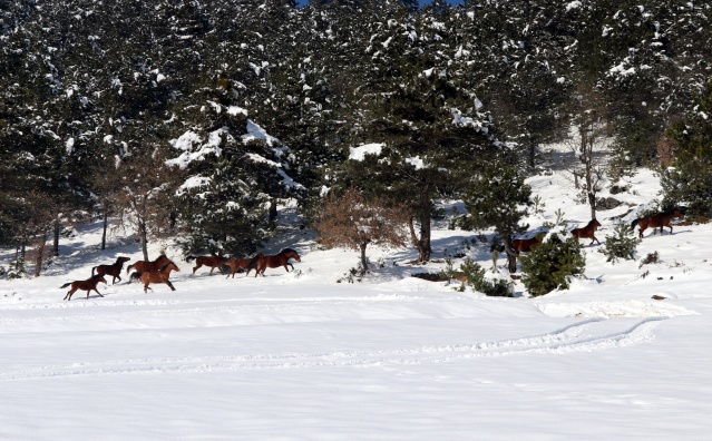 Bolu Dağı'ndaki yılkı atlarına yem bırakıldı 4