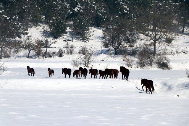 Bolu Dağı'ndaki yılkı atlarına yem bırakıldı 19