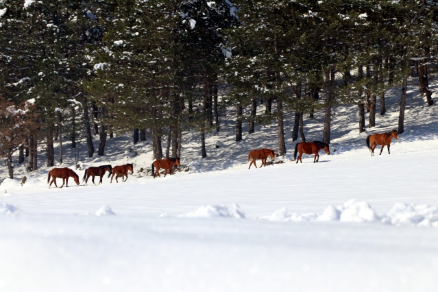 Bolu Dağı'ndaki yılkı atlarına yem bırakıldı 6