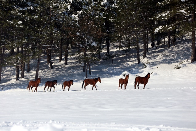 Bolu Dağı'ndaki yılkı atlarına yem bırakıldı 3