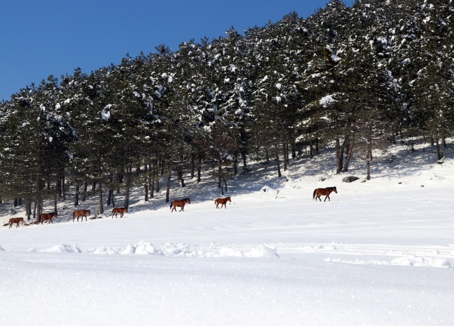 Bolu Dağı'ndaki yılkı atlarına yem bırakıldı 20