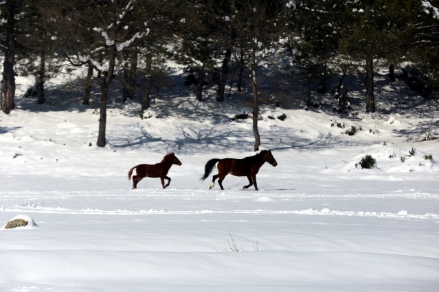 Bolu Dağı'ndaki yılkı atlarına yem bırakıldı 1