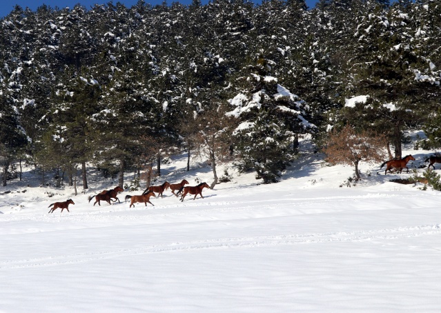 Bolu Dağı'ndaki yılkı atlarına yem bırakıldı 8