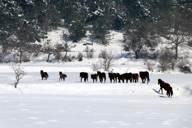 Bolu Dağı'ndaki yılkı atlarına yem bırakıldı 14