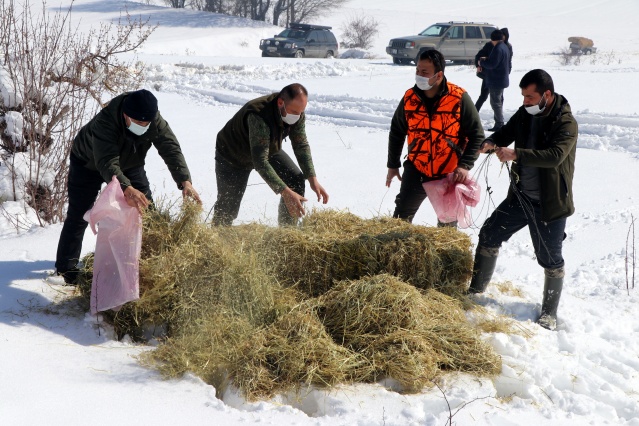 Bolu Dağı'ndaki yılkı atlarına yem bırakıldı 10