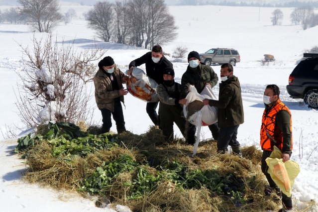 Bolu Dağı'ndaki yılkı atlarına yem bırakıldı 16