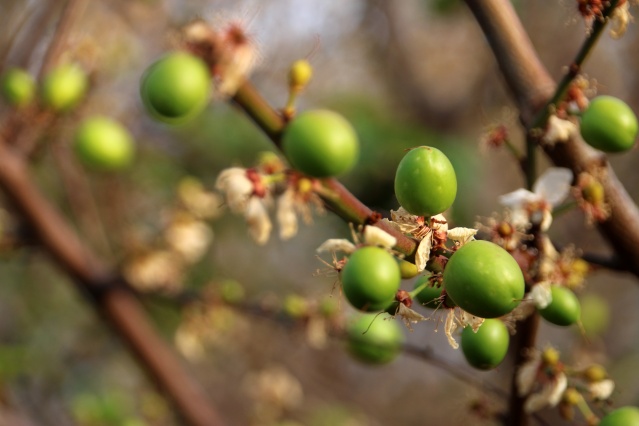 Mersin'de erkenci eriğin hasadına başlandı 2