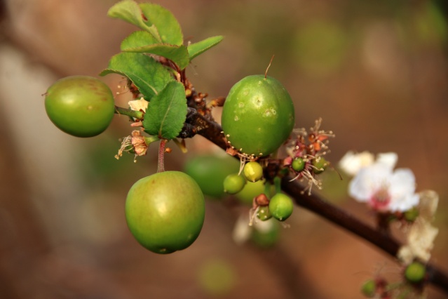 Mersin'de erkenci eriğin hasadına başlandı 3