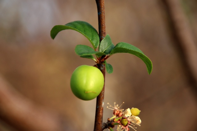 Mersin'de erkenci eriğin hasadına başlandı 4