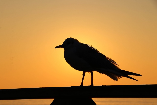Tekirdağ'da gün doğumu 1