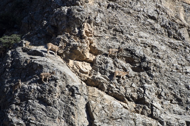 Sarp dağların arasındaki Pülümür Vadisi doğasıyla ziyaretçilerini cezbediyor 13