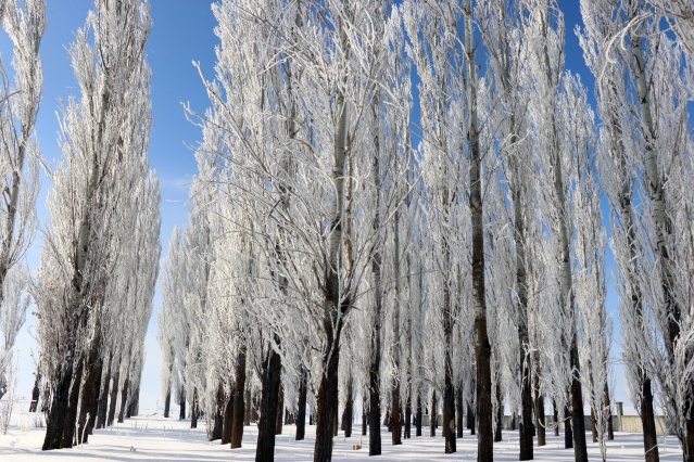 Ağrı'da dondurucu soğuklar martta da etkisini sürdürüyor 21