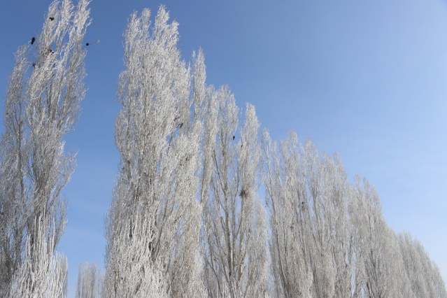Ağrı'da dondurucu soğuklar martta da etkisini sürdürüyor 7