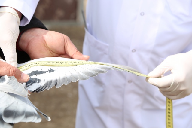 Sivas'ın taklacı güvercini tescillenecek 10