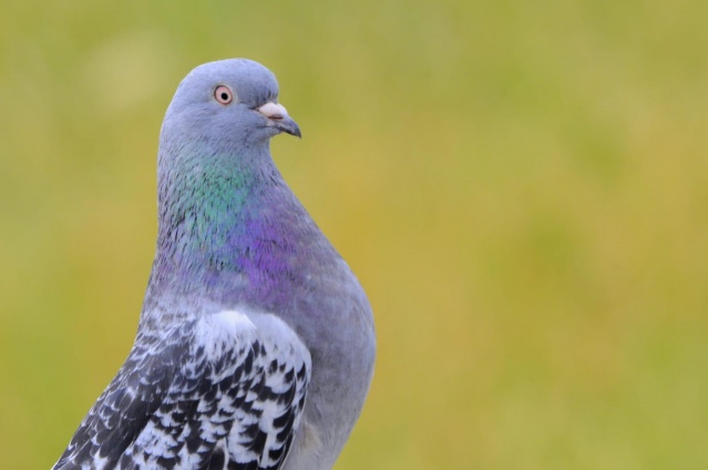 Sivas'ın taklacı güvercini tescillenecek 5