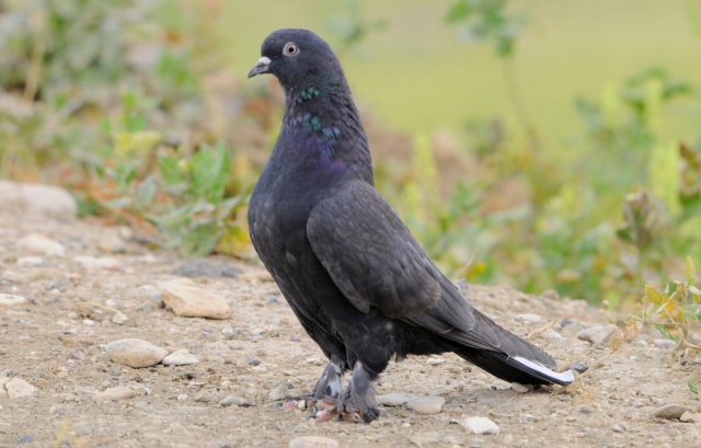 Sivas'ın taklacı güvercini tescillenecek 3