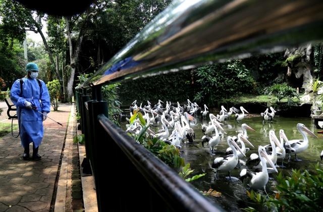 Kovid-19,  "küresel salgın" ilanının yıl dönümü 43