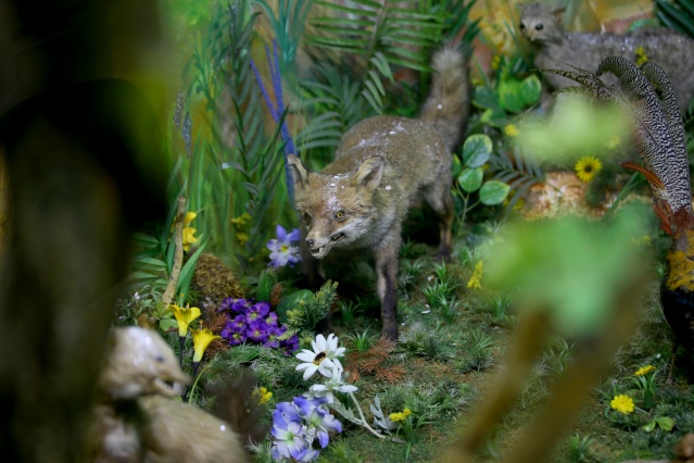 Kırklareli'nde "kuşçu dayı" olarak bilinen tahnit ustası,  61 yılda bine yakın hayvanı doldurdu 4