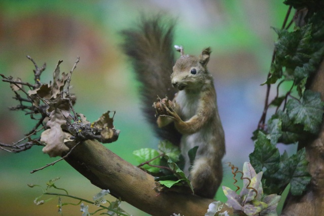 Kırklareli'nde "kuşçu dayı" olarak bilinen tahnit ustası,  61 yılda bine yakın hayvanı doldurdu 10