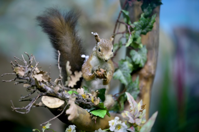 Kırklareli'nde "kuşçu dayı" olarak bilinen tahnit ustası,  61 yılda bine yakın hayvanı doldurdu 1