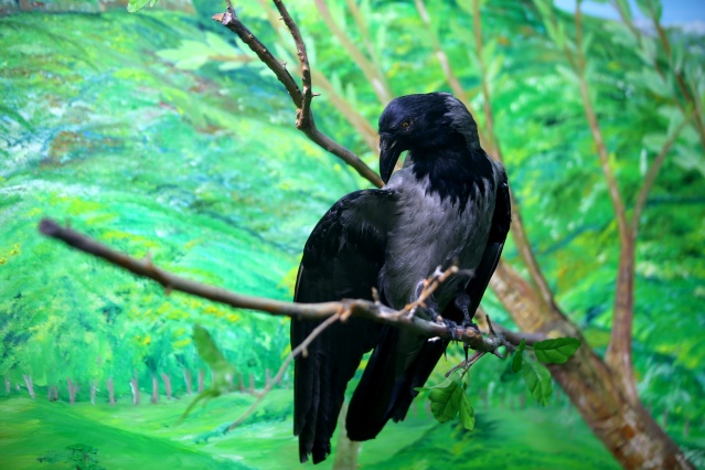 Kırklareli'nde "kuşçu dayı" olarak bilinen tahnit ustası,  61 yılda bine yakın hayvanı doldurdu 3