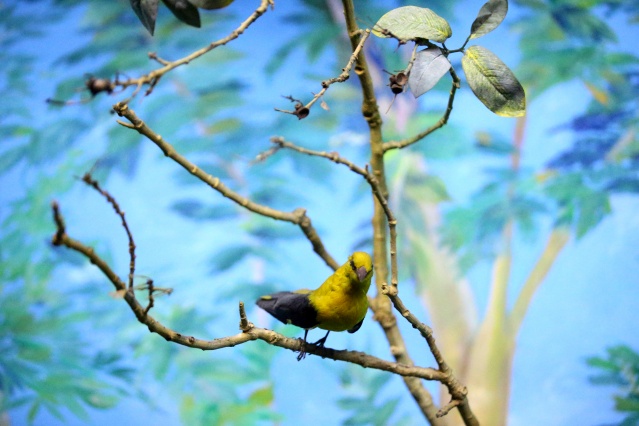 Kırklareli'nde "kuşçu dayı" olarak bilinen tahnit ustası,  61 yılda bine yakın hayvanı doldurdu 14