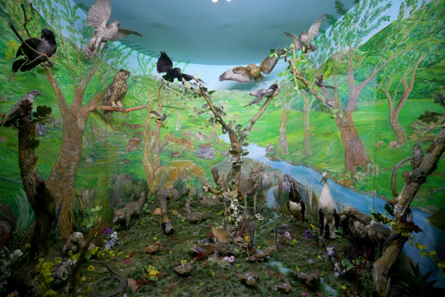 Kırklareli'nde "kuşçu dayı" olarak bilinen tahnit ustası,  61 yılda bine yakın hayvanı doldurdu 11