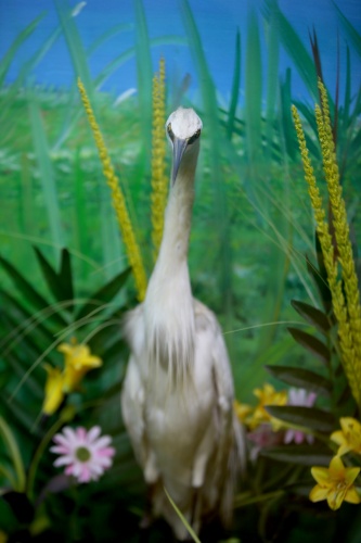 Kırklareli'nde "kuşçu dayı" olarak bilinen tahnit ustası,  61 yılda bine yakın hayvanı doldurdu 2
