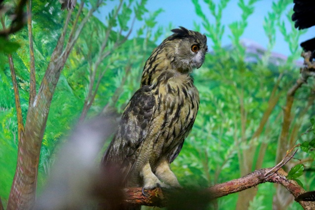 Kırklareli'nde "kuşçu dayı" olarak bilinen tahnit ustası,  61 yılda bine yakın hayvanı doldurdu 21