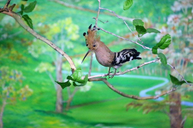 Kırklareli'nde "kuşçu dayı" olarak bilinen tahnit ustası,  61 yılda bine yakın hayvanı doldurdu 13