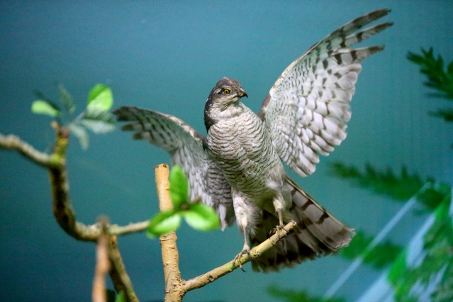 Kırklareli'nde "kuşçu dayı" olarak bilinen tahnit ustası,  61 yılda bine yakın hayvanı doldurdu 22