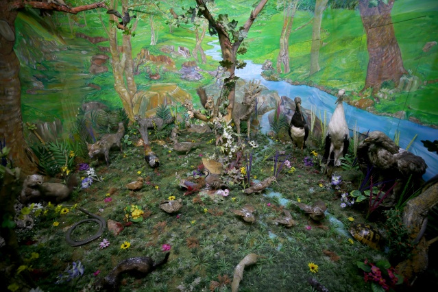 Kırklareli'nde "kuşçu dayı" olarak bilinen tahnit ustası,  61 yılda bine yakın hayvanı doldurdu 15