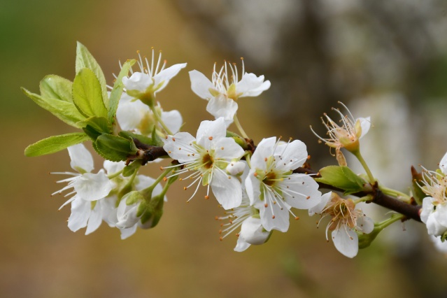 Manisa'da çiçek açan meyve ağaçları,  görsel şölen oluşturdu 2