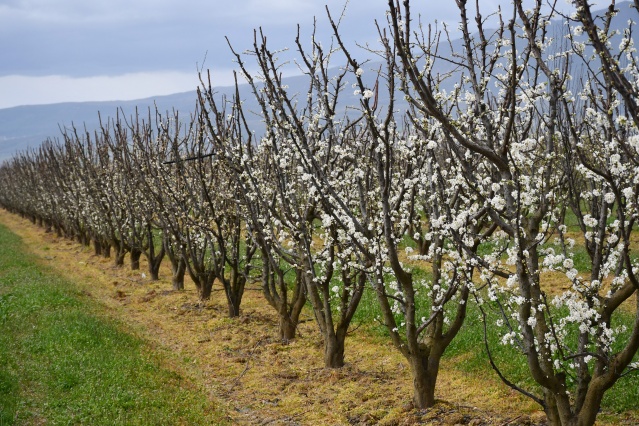 Manisa'da çiçek açan meyve ağaçları,  görsel şölen oluşturdu 9