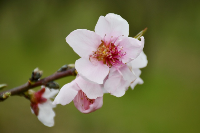 Manisa'da çiçek açan meyve ağaçları,  görsel şölen oluşturdu 3