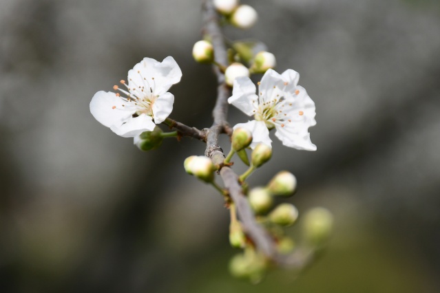Manisa'da çiçek açan meyve ağaçları,  görsel şölen oluşturdu 1